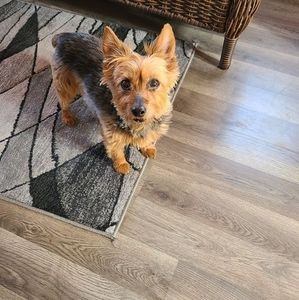 Meet your Posher, Sandy